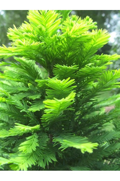 Таксодій дворядний Певе Мінарет листя